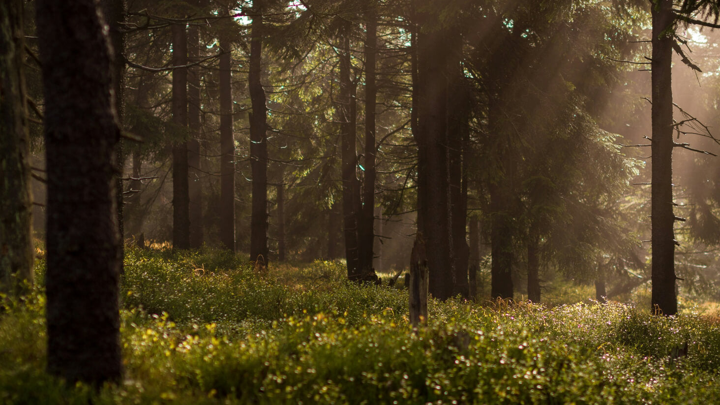 forest